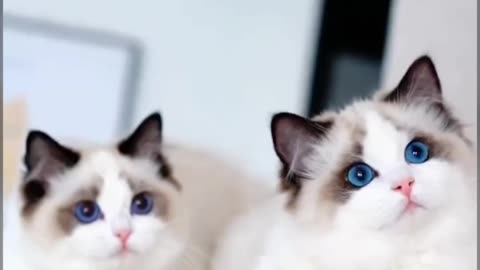 Cute Cat Video