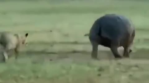 Leao acatando rinoceronte