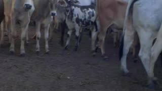 Vacas leiteiras