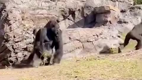Little chimp is a little bold