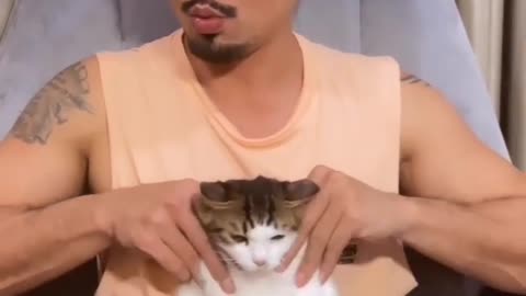Cute Cats Enjoy Massage