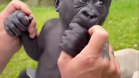 Baby Gorilla