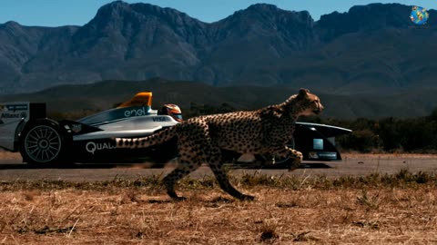 Cheetah VS Formula E Car