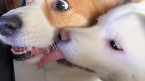 Corgi is the cutest dog eating 1 (7)