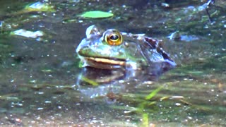 Bullfrog