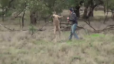 Ozzy Man Reviews: Man vs Kangaroo