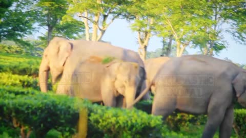 Unity of Wild Elephant to protect eatch other