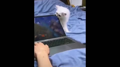 Oh Cat broke my laptop