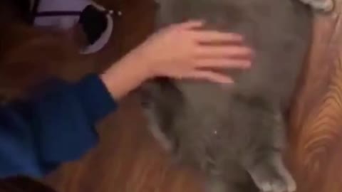fat cat crazy about massage