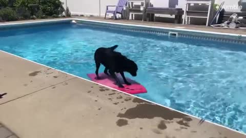 Labrador uses wakeboard to fetch ball out of pool