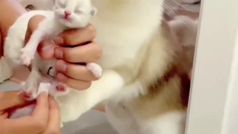 Very cute cat baby born🐈