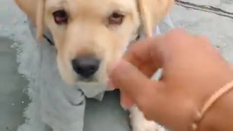 Owner dog Labrador Puppy Training - Bella Nehra