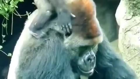 Animals Act Like Humans. Cute Animals #gorilla #gorillas #or