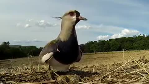 Mom Bird Protecting Her Nest