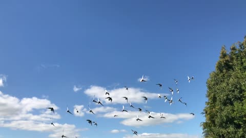 Manuk merpati