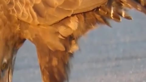Eagle eat snake
