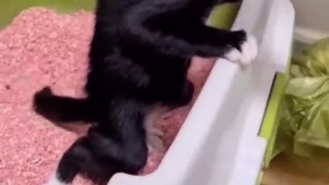 The funniest cat videos on the internet