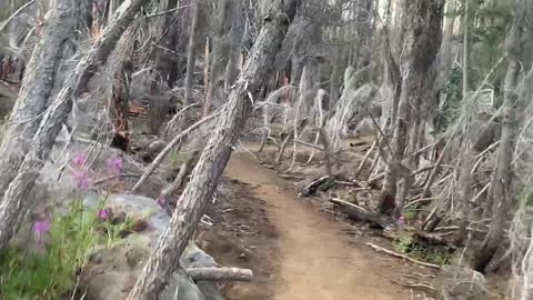 This section of trail feels like it could be a distant land in The Lord of the Rings