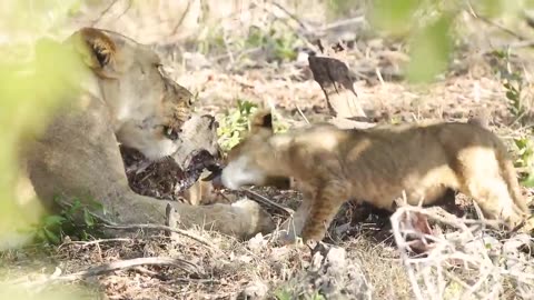 Watch as a little Lion cub challenges a lionessfor food #wildlife#animals #amazing