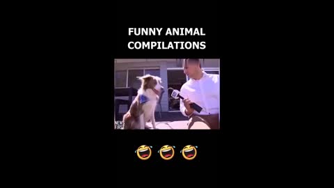 Cats Funny Videos - Cute Cats - Crazy Cats S2 S2 S2