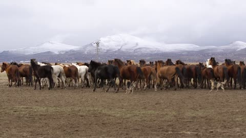 Dogs Chase Jillions of Horses