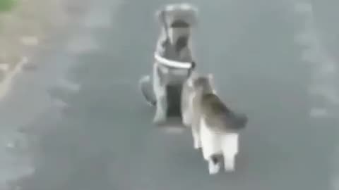 Dog hit by cat