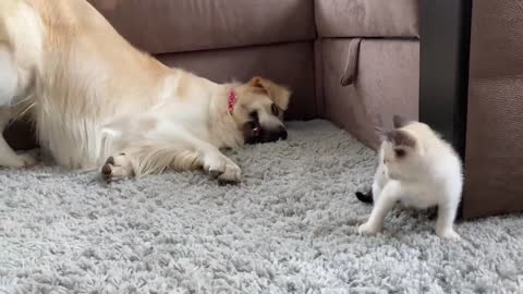 Golden Retriever wants to make friends with a Kitten