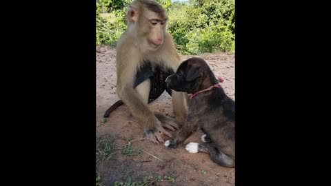 Adorable Monkey Petting Dog: Heartwarming Animal Friendship!