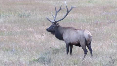 Bull Elk gets shot down, dies inside