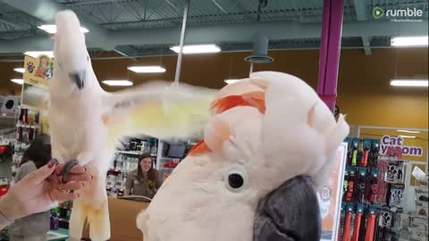 Cockatoos Meet In Pet Store