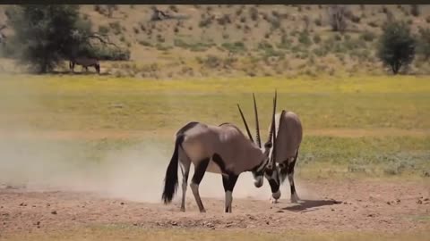 Oryx Versus Oryx