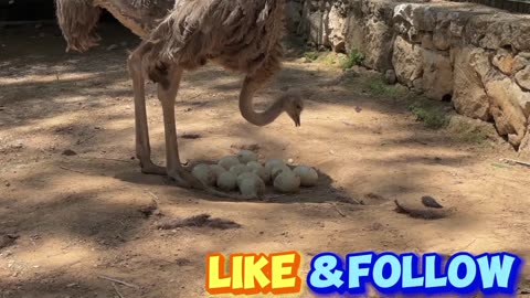 Eggs ostrich bird