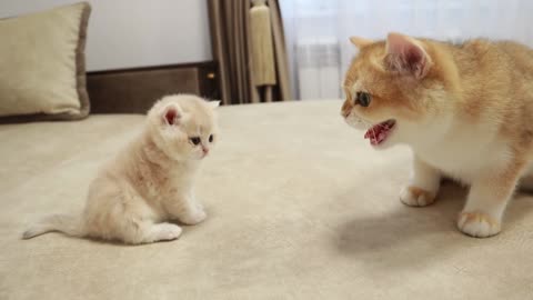 First encounter between young kittens and their elder sisters