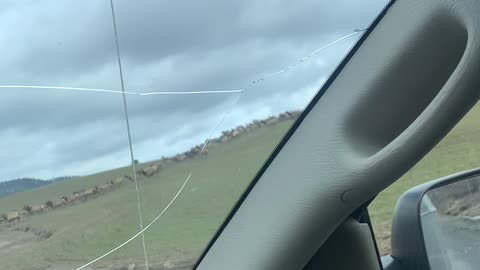 Massive Idaho Elk Herd Crosses the Road