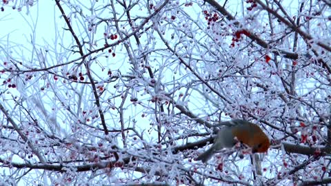 Frozen Tree Branches