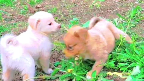 Cute puppies playing together😍😍😍😲😲