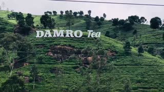 Damro Tea Nuwaraeliya Sri Lanka