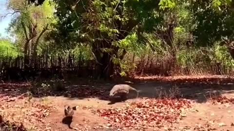 Komodo dragons get hungry and sneak up on ducks