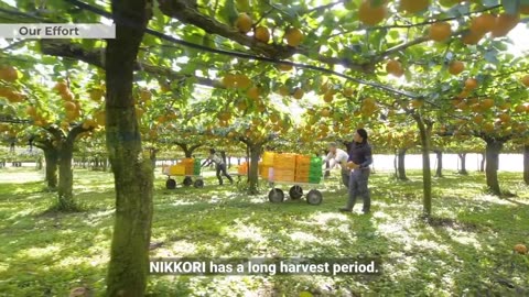 World's Most Expensive Pear - Awesome Japan Agriculture Technology Farm - Japanese Pear Farm