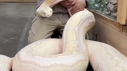 I love big snakes, you have a favorite 🐶🐈🦜🐠🐢🐎🐴🦎 Anilmals are awesome