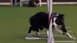 A Border Collie moment to shine...but wait for it!