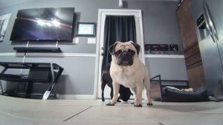 Pug Plays With Robot Camera