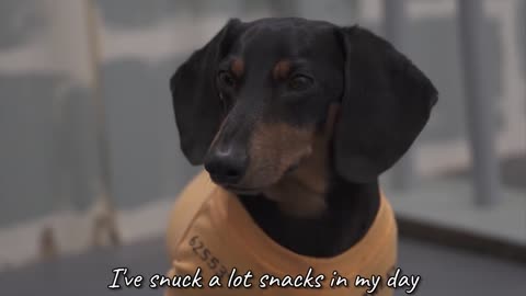 : WIENER DOG - Funny Dogs Escaping Jail!