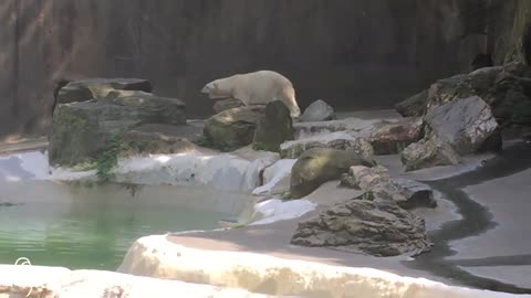 Polar Bear Pacing In Bronx Zoo