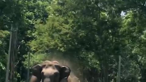 Elephant attacking a car😱😱 #shorts #viral #trending #animals