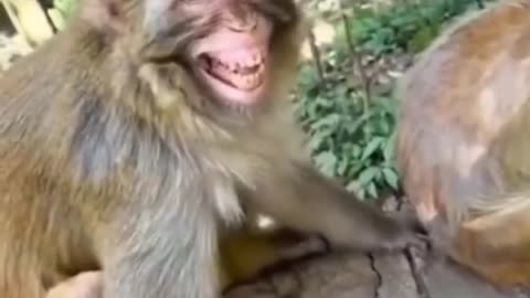 Funny Animals Clip😂 Part4