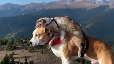 A wonderful clip for the pinnacle of dog and cat friendship