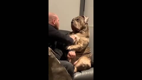 Gigantic bulldog shows how gentle dog he really is