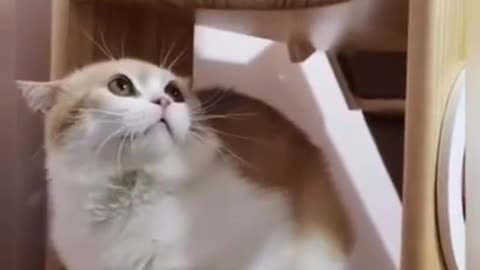 Funny cute little cat baby