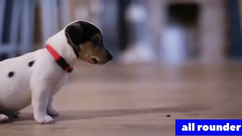 ree Dog training top trick